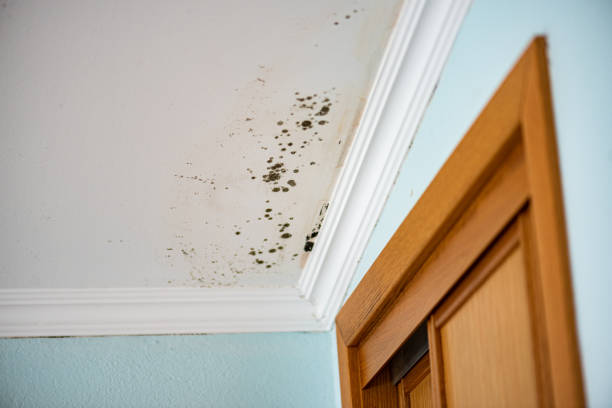 Best Certified Mold Removal  in Greenville, OH