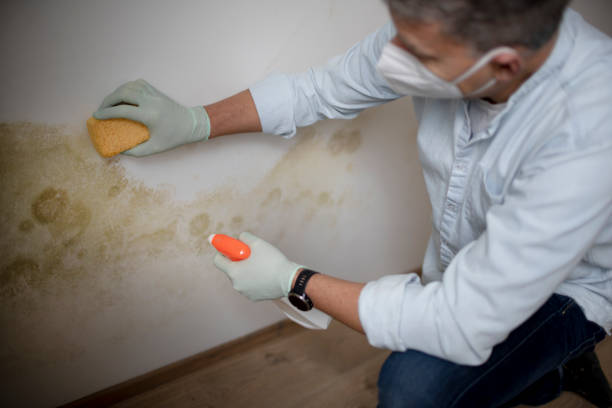 Best Local Mold Removal Service  in Greenville, OH