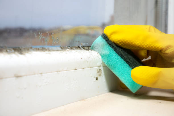 Best Mold Damage Repair  in Greenville, OH